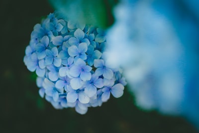 选择聚焦蓝色绣球花的照片
